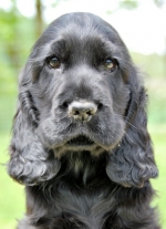 cocker-spaniel-elisabeth-102