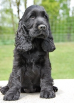 cocker-spaniel-elisabeth-114