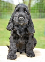 cocker-spaniel-elisabeth-118