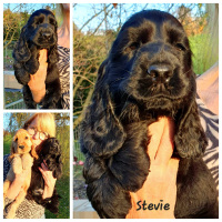 20221125_222825_stevie