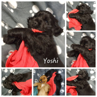 20221127_205453_yoshi
