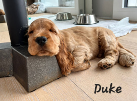 IMG-20221130-WA0003_duke_s