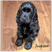 IMG-20221208-WA0005_jackson_s