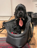 IMG-20221224-WA0016_yoshi_s